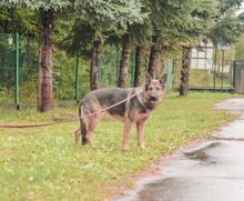 TISA, Hund, Deutscher Schäferhund in Bad Wünnenberg - Bild 3