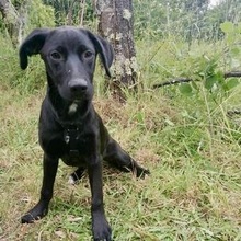 BONGO, Hund, Mischlingshund in Portugal - Bild 3