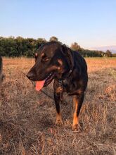 PABLO, Hund, Mischlingshund in Griechenland - Bild 4