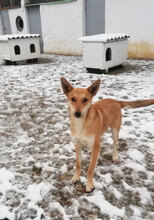 EMMA, Hund, Mischlingshund in Bulgarien - Bild 1