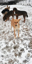 EMMA, Hund, Mischlingshund in Bulgarien - Bild 2