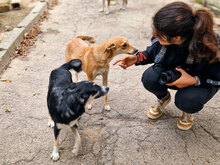 EMMA, Hund, Mischlingshund in Bulgarien - Bild 5