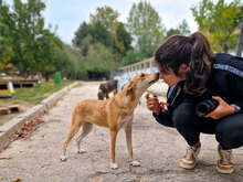 EMMA, Hund, Mischlingshund in Bulgarien - Bild 6