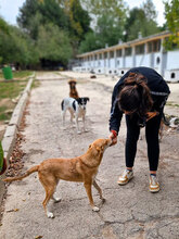 EMMA, Hund, Mischlingshund in Bulgarien - Bild 7