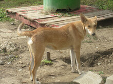 EMMA, Hund, Mischlingshund in Bulgarien - Bild 9