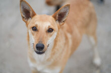 EMMA, Hund, Mischlingshund in Köln