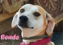 RONDA, Hund, Beagle-Mix in Griechenland - Bild 1