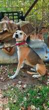 RONDA, Hund, Beagle-Mix in Griechenland - Bild 2