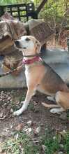 RONDA, Hund, Beagle-Mix in Griechenland - Bild 3