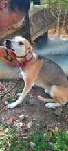 RONDA, Hund, Beagle-Mix in Griechenland - Bild 5