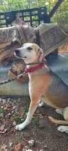 RONDA, Hund, Beagle-Mix in Griechenland - Bild 6