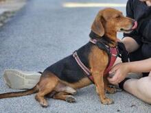 WHISKY, Hund, Dackel-Mix in Italien - Bild 7