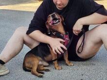 WHISKY, Hund, Dackel-Mix in Nanzdietschweiler - Bild 12
