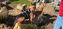 WHISKY, Hund, Dackel-Mix in Nanzdietschweiler - Bild 13