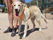 CARMENSITO, Hund, Mischlingshund in Italien - Bild 11