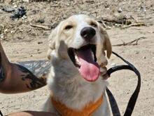 CARMENSITO, Hund, Mischlingshund in Italien - Bild 12