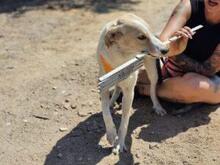 CARMENSITO, Hund, Mischlingshund in Italien - Bild 13