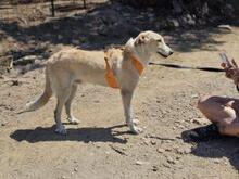 CARMENSITO, Hund, Mischlingshund in Italien - Bild 14