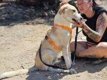 CARMENSITO, Hund, Mischlingshund in Italien - Bild 15