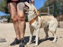 CARMENSITO, Hund, Mischlingshund in Italien - Bild 16