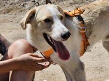 CARMENSITO, Hund, Mischlingshund in Italien - Bild 17