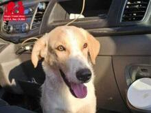 CARMENSITO, Hund, Mischlingshund in Italien - Bild 18