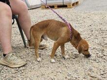 BIONDINO, Hund, Mischlingshund in Italien - Bild 12