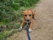 BIONDINO, Hund, Mischlingshund in Italien - Bild 7