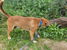 BIONDINO, Hund, Mischlingshund in Italien - Bild 8