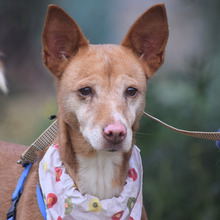 LEONOR, Hund, Podenco in Spanien - Bild 1