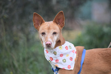 LEONOR, Hund, Podenco in Spanien - Bild 10