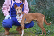 LEONOR, Hund, Podenco in Spanien - Bild 11