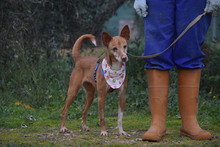 LEONOR, Hund, Podenco in Spanien - Bild 12