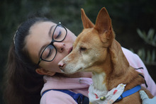 LEONOR, Hund, Podenco in Spanien - Bild 2