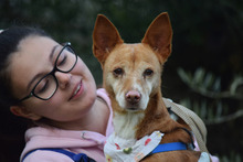 LEONOR, Hund, Podenco in Spanien - Bild 3