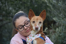 LEONOR, Hund, Podenco in Spanien - Bild 4