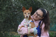 LEONOR, Hund, Podenco in Spanien - Bild 5