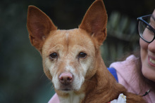 LEONOR, Hund, Podenco in Spanien - Bild 6