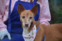 LEONOR, Hund, Podenco in Spanien - Bild 8