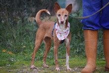 LEONOR, Hund, Podenco in Spanien - Bild 9