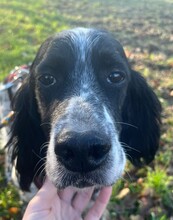 CLOWN, Hund, English Setter in Elsdorf - Bild 1