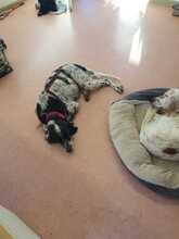 CLOWN, Hund, English Setter in Elsdorf - Bild 2