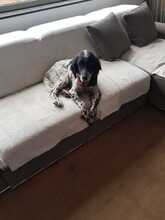 CLOWN, Hund, English Setter in Elsdorf - Bild 3