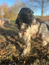 CLOWN, Hund, English Setter in Elsdorf - Bild 4