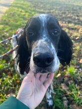 CLOWN, Hund, English Setter in Elsdorf - Bild 5