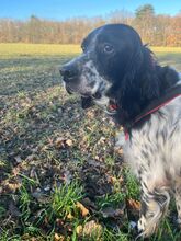 CLOWN, Hund, English Setter in Elsdorf - Bild 6