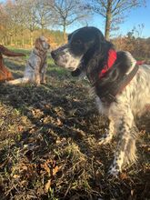 CLOWN, Hund, English Setter in Elsdorf - Bild 7