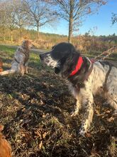 CLOWN, Hund, English Setter in Elsdorf - Bild 9