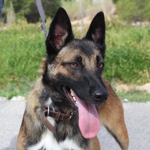 ADARA, Hund, Malinois-Mix in Spanien - Bild 1