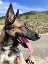 ADARA, Hund, Malinois-Mix in Spanien - Bild 10